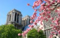 /album/galerie-foto/notre-dame-de-paris-arbre-en-fleurs-850x540-C-thinkstock-bloc-big-diaporama-jpg/